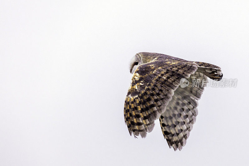 仓鸮在飞行(Tyto alba)